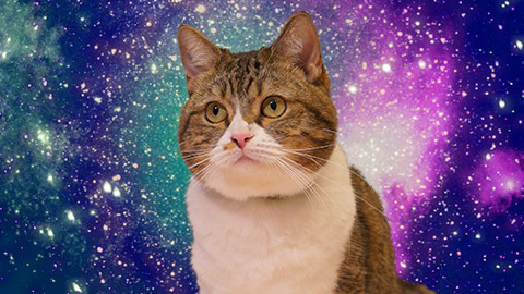 猫の日 ネコさん12時間生中継 めざせ宇宙猫 今月のいきもの 18 02 22 08 00開始 ニコニコ生放送