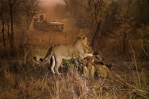 がおーっ アフリカ サバンナ野生動物ツアー 生中継 3月31日 夕 19 03 31 日 22 30開始 ニコニコ生放送