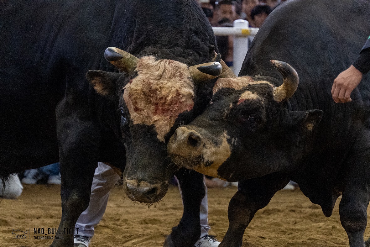 徳之島 闘牛】第40回 徳之島中量級優勝旗争奪戦【秀吉大宝 vs 美 徳之島 闘牛】第40回 徳之島中量級優勝旗争奪戦【秀吉大宝 vs 美