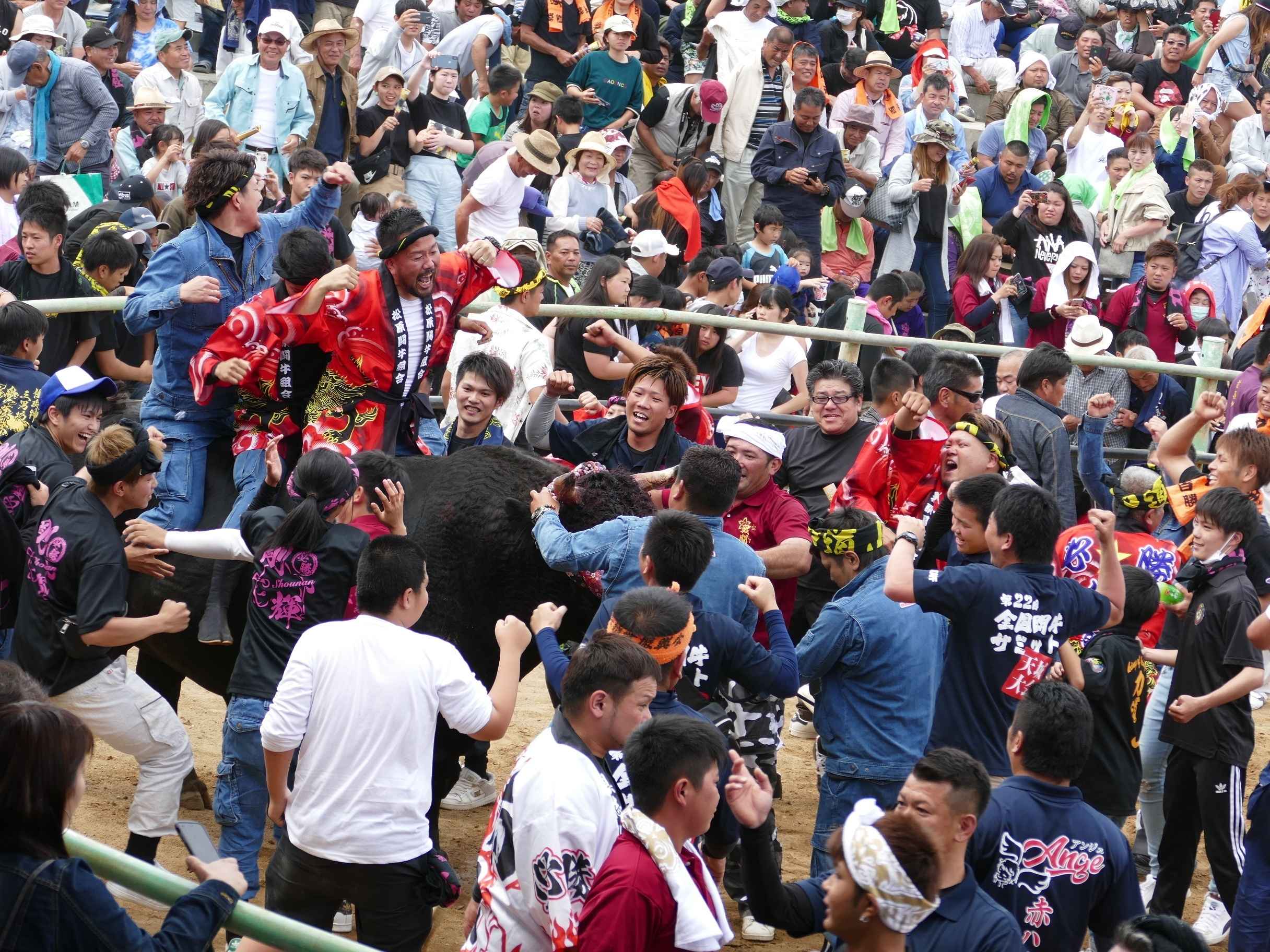闘牛 徳之島】第43回全島一＆ミニ軽量級優勝旗争奪戦 天城町大会 わい