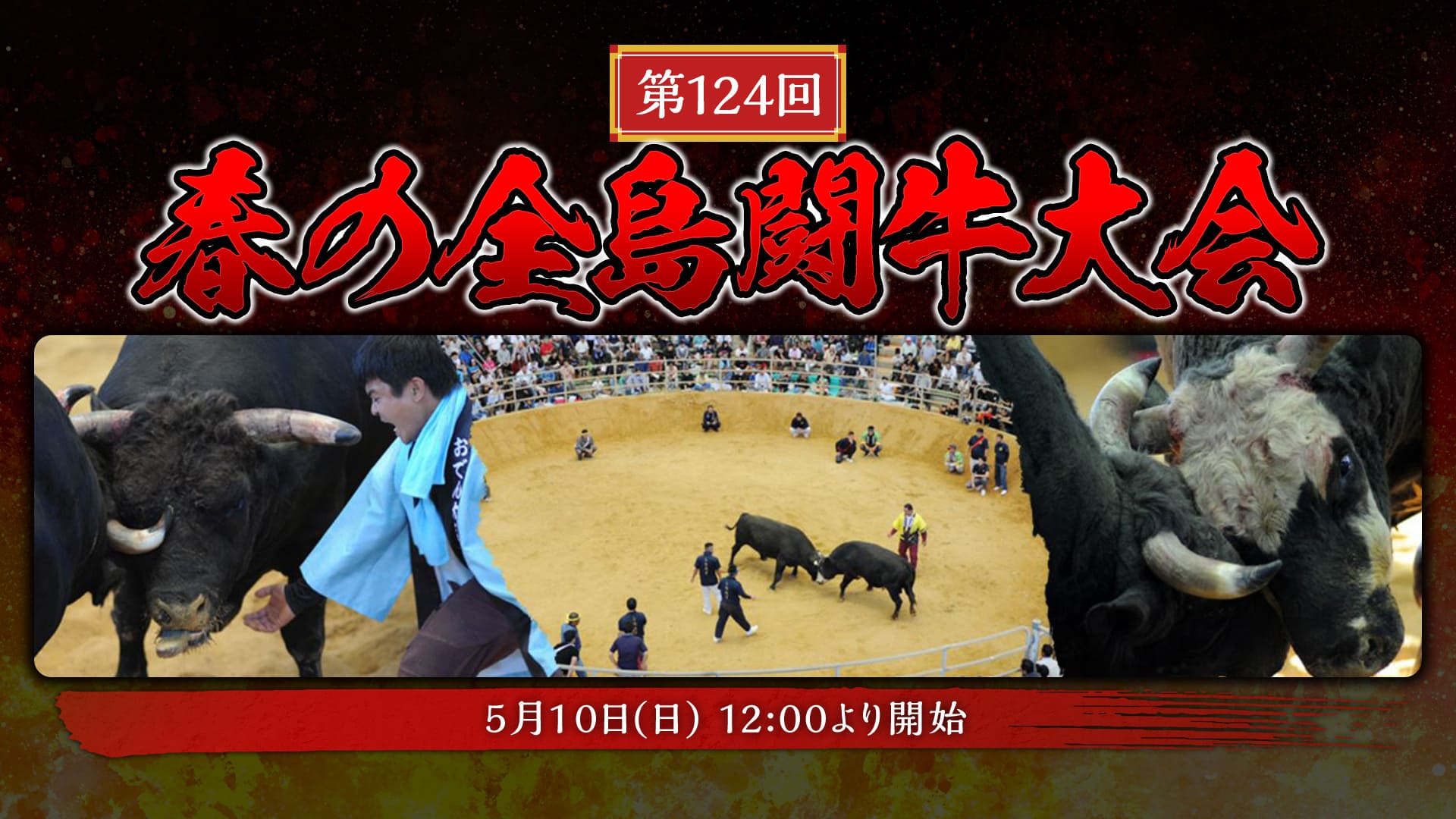 第124回春の全島闘牛大会