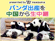 パンダ出産を中国 成都パンダ基地から48時間生中継 Presented By Pandapia 14 08 12 火 13 00開始 ニコニコ生放送