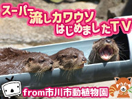 スーパー流しカワウソはじめましたｔｖ 市川市動植物園から生中継 15 08 01 土 12 00開始 ニコニコ生放送