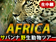 アフリカ・サバンナ野生動物ツアー