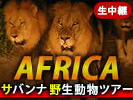 アフリカ・サバンナ野生動物ツアー