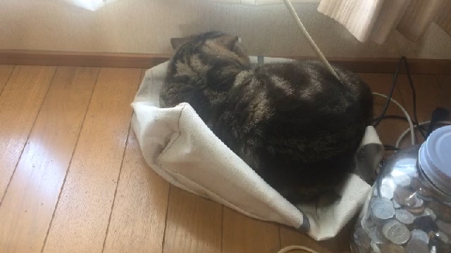 【ネコ生】4213【動画あげました】ゆっくりチャットで生放送待合室