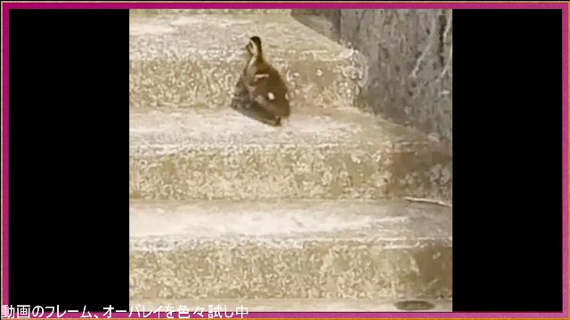 身近な生き物語【作業枠】
