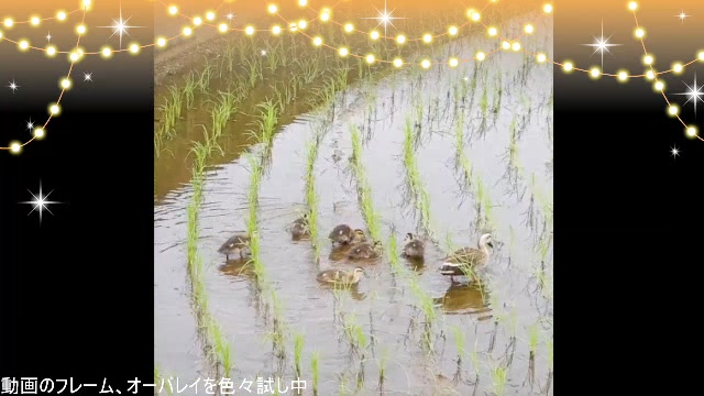 身近な生物がたり【作業枠】