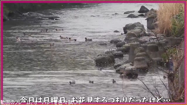 【作業枠】身近な生き物語
