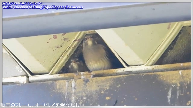身近な生き物語【作業枠】