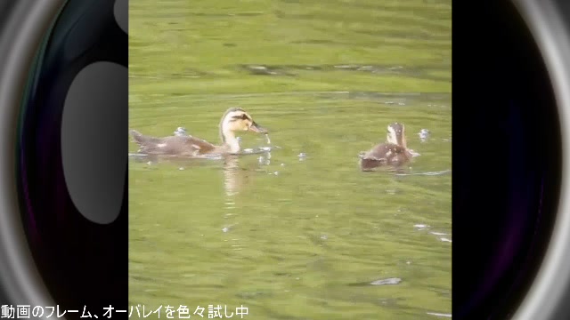 【作業枠】身近な生き物語
