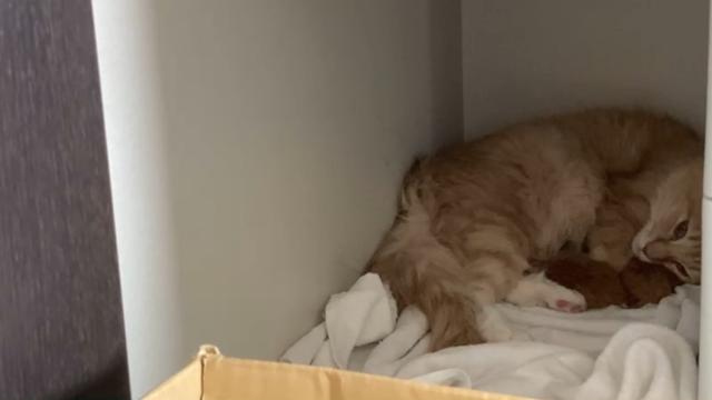 朝はありがとう！猫赤ちゃん産みました！母子ともに健康です！
