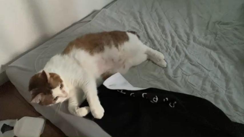 番組サムネイル