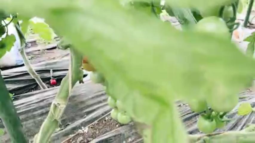 番組サムネイル